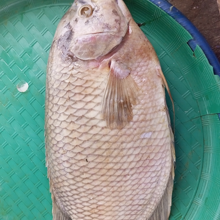 ikan gurame