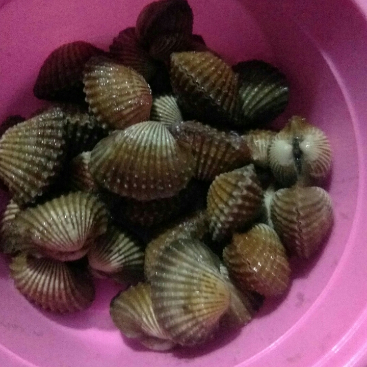 kerang batik