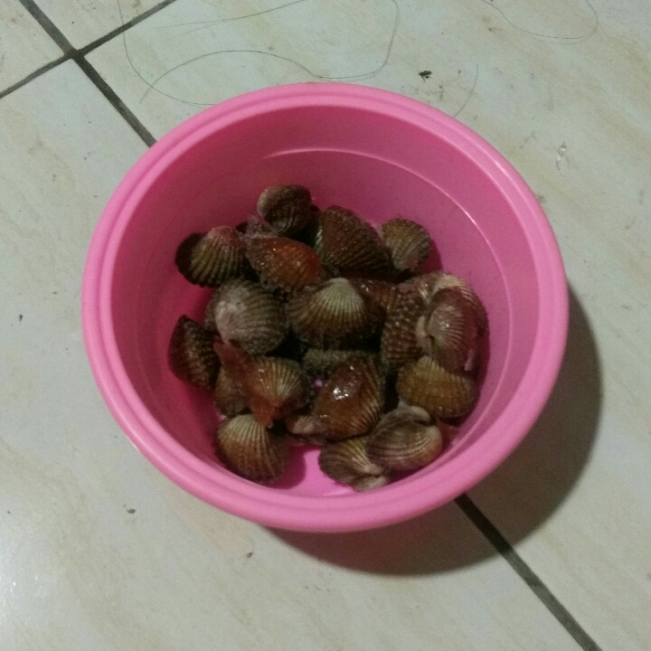 kerang dara