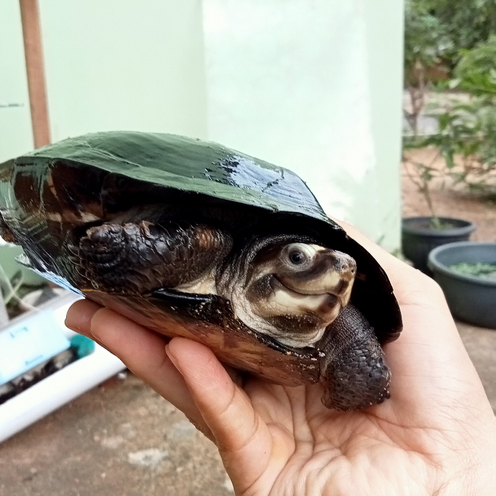 kura kura pipi putih dewasa 2