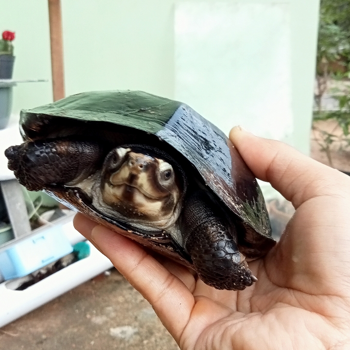 kura kura pipi putih dewasa 3