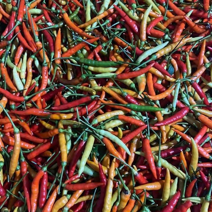 lombok kcil 