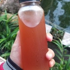 madu hutan