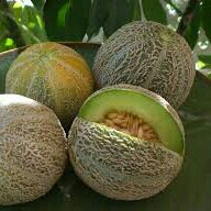 melon