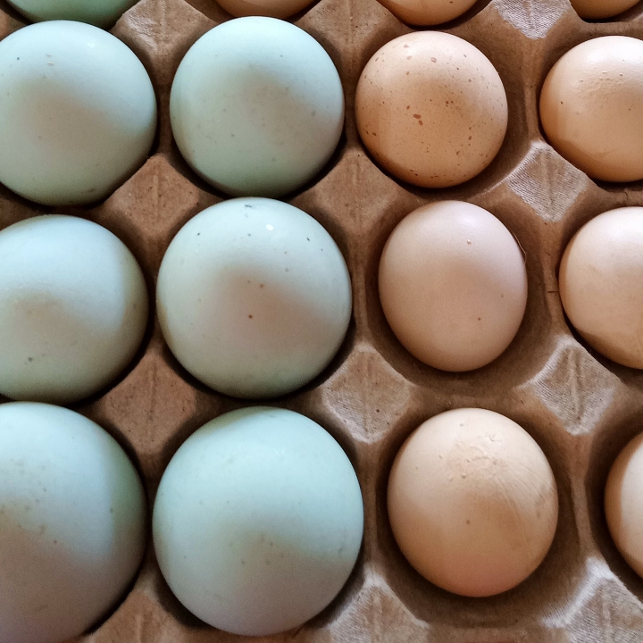 telur bebek dan kampung