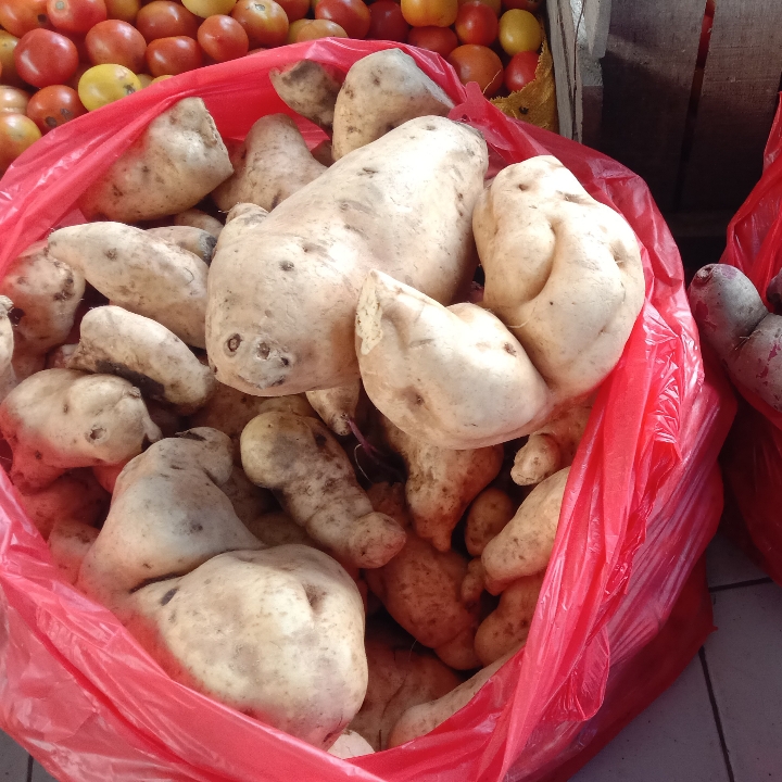 ubi cilembu