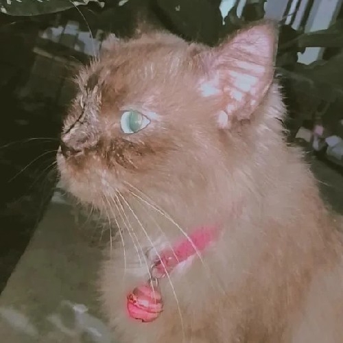 Miyaa